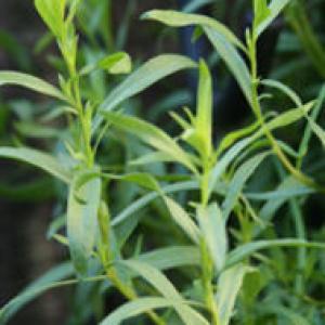 Tarragon, Russian  - Artemisia drucunculoides