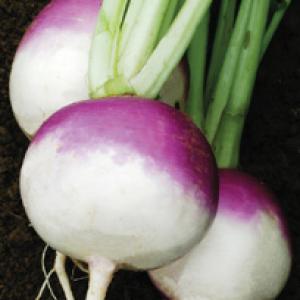 Turnip ‘Purple Top White Globe’ - Brassica rapa