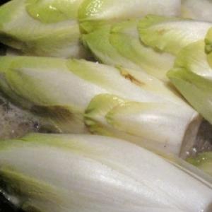 Chicory ‘Brussels Witloof’ - Cichorium intybus