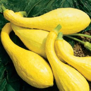 ZUCCHINI – ‘Yellow Crookneck’ - Cucurbita pepo