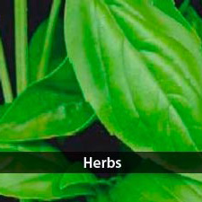 See all our herb seeds